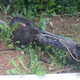A Chrysler 8.25 axle lurks in the grass.